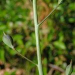 Camelina microcarpa Плод