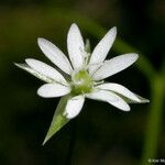Stellaria borealis Flower
