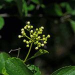 Viburnum ellipticum Habit