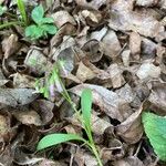 Claytonia caroliniana Hoja