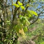 Acer negundo Leaf