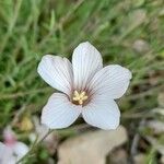 Linum tenuifolium Floare