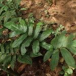Bolbitis auriculata Leaf