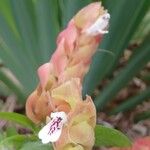 Justicia brandegeeana Flor