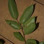 Swartzia polyphylla Liść