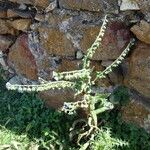 Cynoglossum creticum Habit