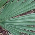 Sabal minor Leaf