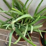 Aloe officinalis Otro