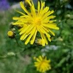 Crepis biennisFloro