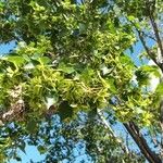 Acer buergerianum Flor