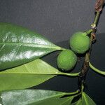 Ficus cyathistipula Fruit