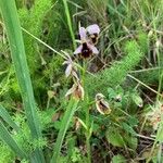 Ophrys lunulata Kvet