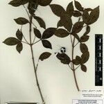 Vitex duckei Otro