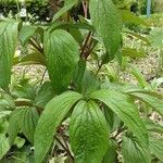 Phlomoides tuberosa Hábito