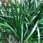 Anigozanthos spp. Habit