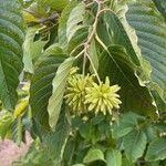 Camptotheca acuminata Frucht