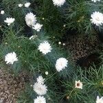 Argyranthemum frutescens葉