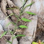 Pothos scandens Leaf