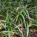 Liriope spicata Habitatea