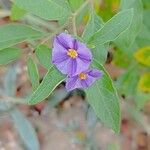 Solanum laciniatum പുഷ്പം