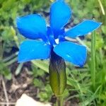 Gentiana verna പുഷ്പം