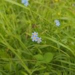 Myosotis scorpioidesBlomst