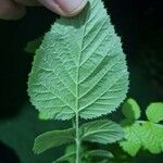 Rubus niveus Feuille