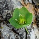 Helleborus viridis പുഷ്പം
