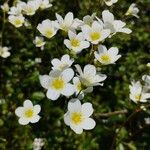 Saxifraga hypnoides Květ