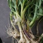 Allium ascalonicum Leaf