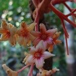 Acropogon domatifer Flor
