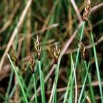 Carex microglochin Övriga