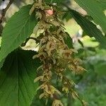 Acer davidii फूल