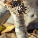 Pachypodium rosulatum Blatt