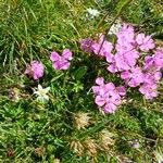 Dianthus alpinus Blomst