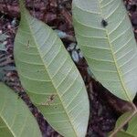 Thyrsodium guianense Frunză