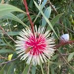 Hakea laurina Λουλούδι