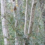 Azara microphylla Cortiza