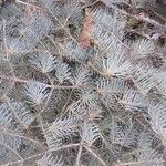 Abies concolor Blad