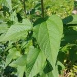 Helianthus divaricatus Yaprak