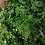 Urtica urens ഇല