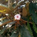 Dombeya ferruginea फूल