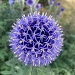 Echinops bannaticus Fula