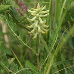 Astragalus canadensis Агульны выгляд