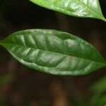 Eugenia coffeifolia Hoja