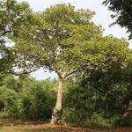 Sterculia quinqueloba Hábito