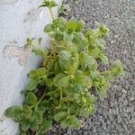 Cerastium glomeratum Hábito