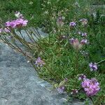 Saponaria caespitosa Buveinė