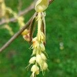 Corylopsis spicata फूल