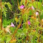 Geranium purpureum 樹皮